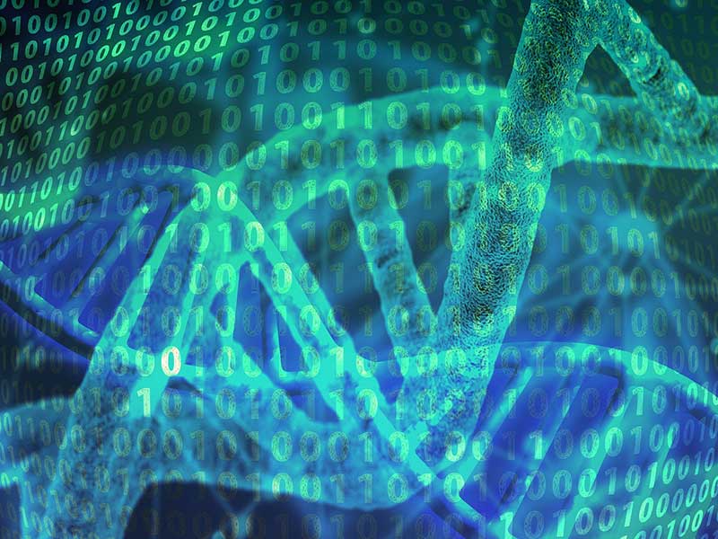 DNA og udvikling